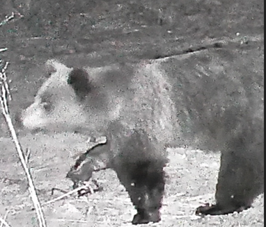 Mustavalkoinen riistakamerakuva karhusta, jolla on pyyntirauta jalassaan.