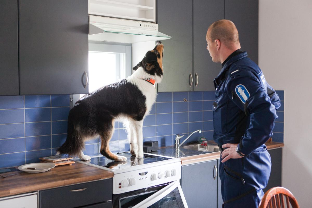 Koira seisoo keittiön työtasolla ja nuuskii liesituuletinta poliisimiehen seuratessa vierestä.