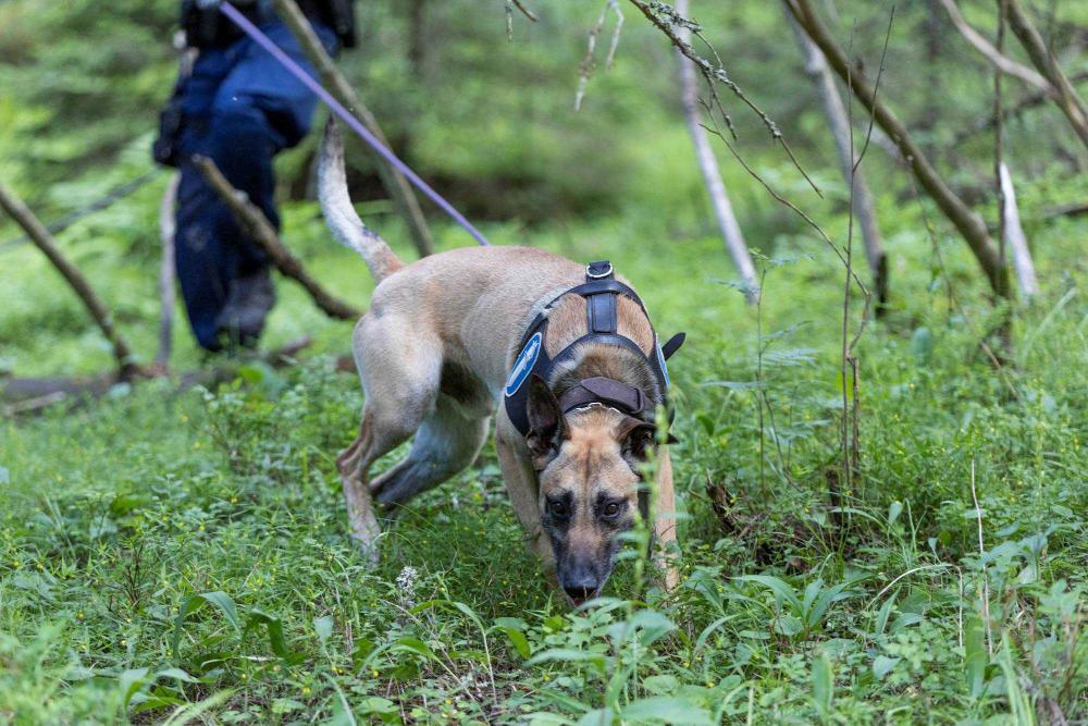 A police dog tracking a scent in woodland with its nose to the ground with a constable following behind. 
