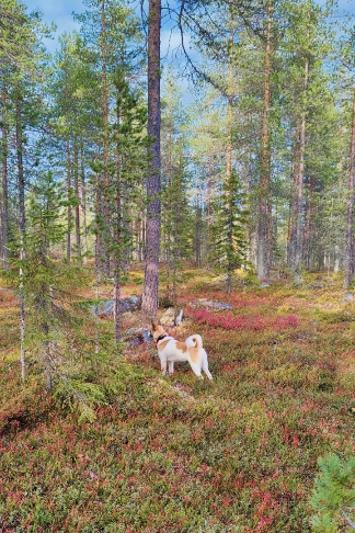 Koira ruska-aikaan metsässä.