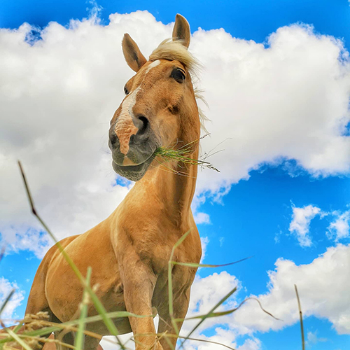 The Mounted Police