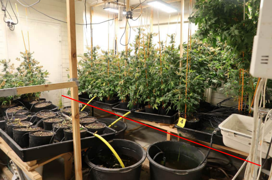 Eri kasvuvaiheessa olevia kannabiskasveja.