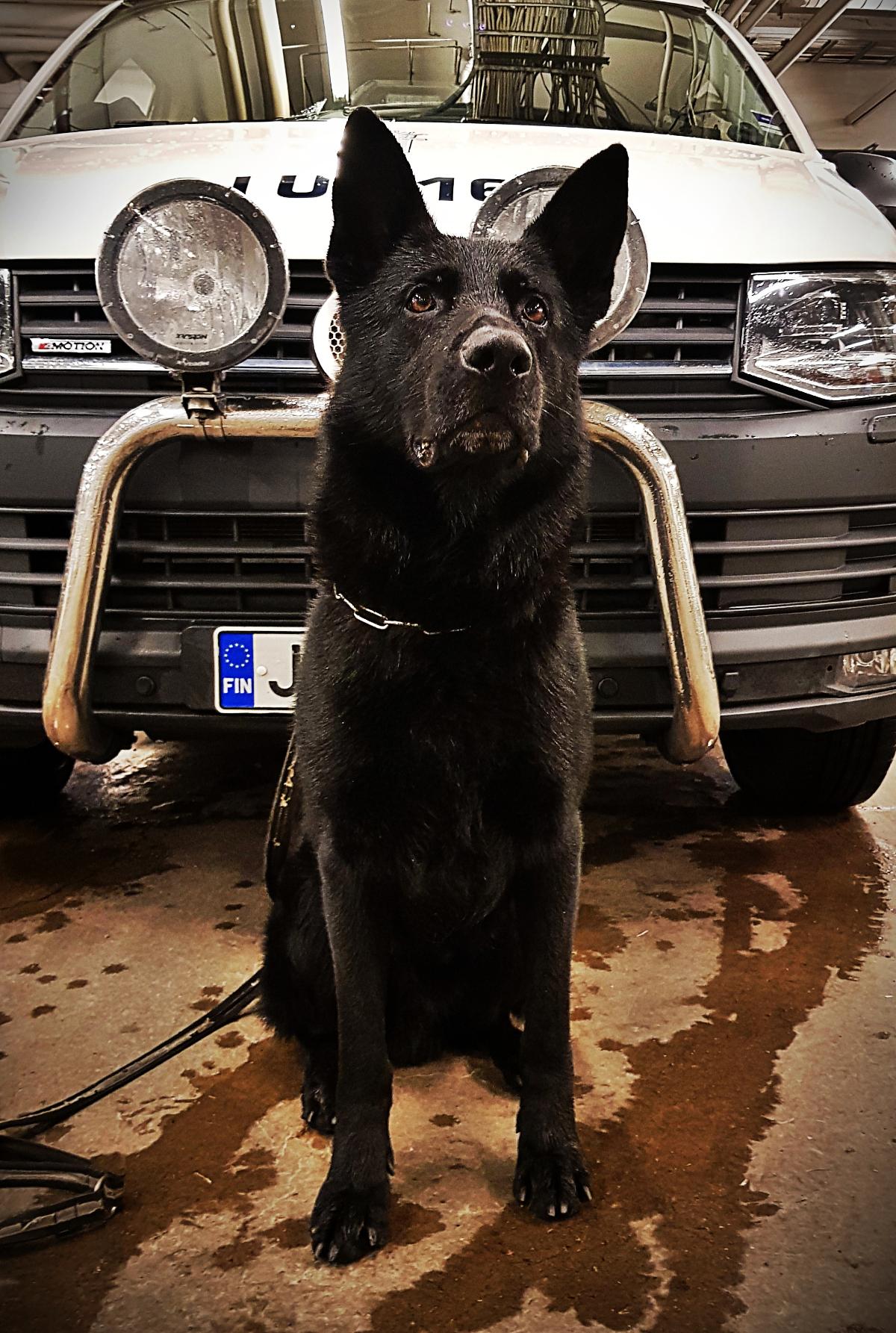 Itä-Uudenmaan poliisilaitoksen poliisikoira Roima