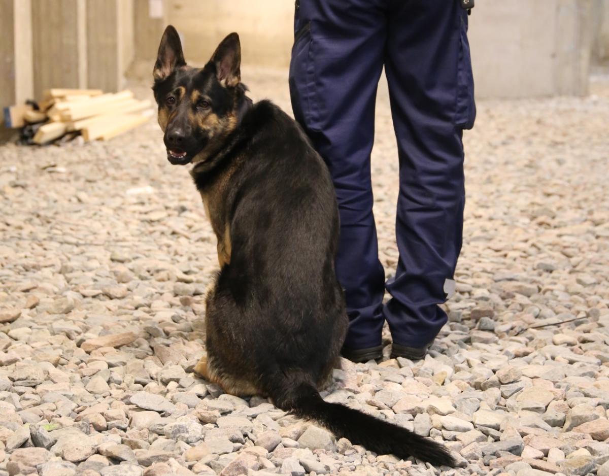 Koira istuu maassa katsoen kuvaajaan vieressä selin seisovan poliisimiehen vieressä sepelialustalla.