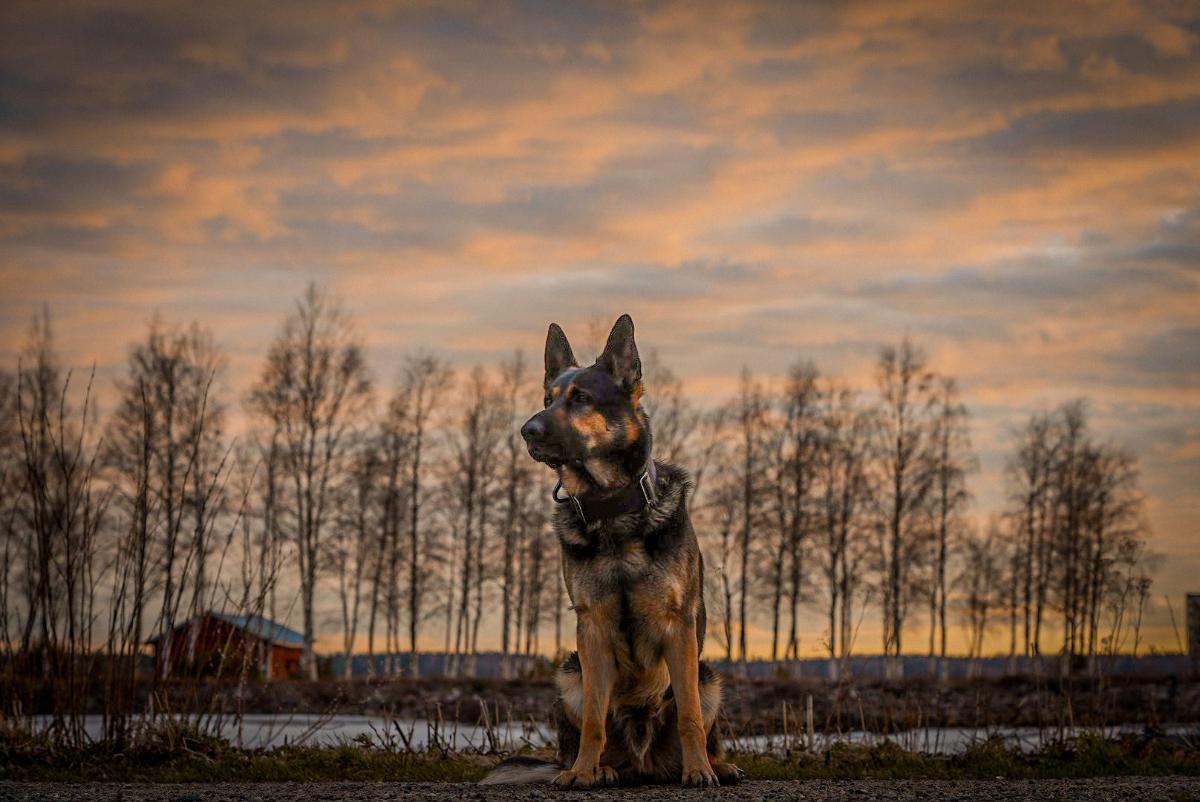 Saksanpaimenkoira syksyisessä auringonlaskussa