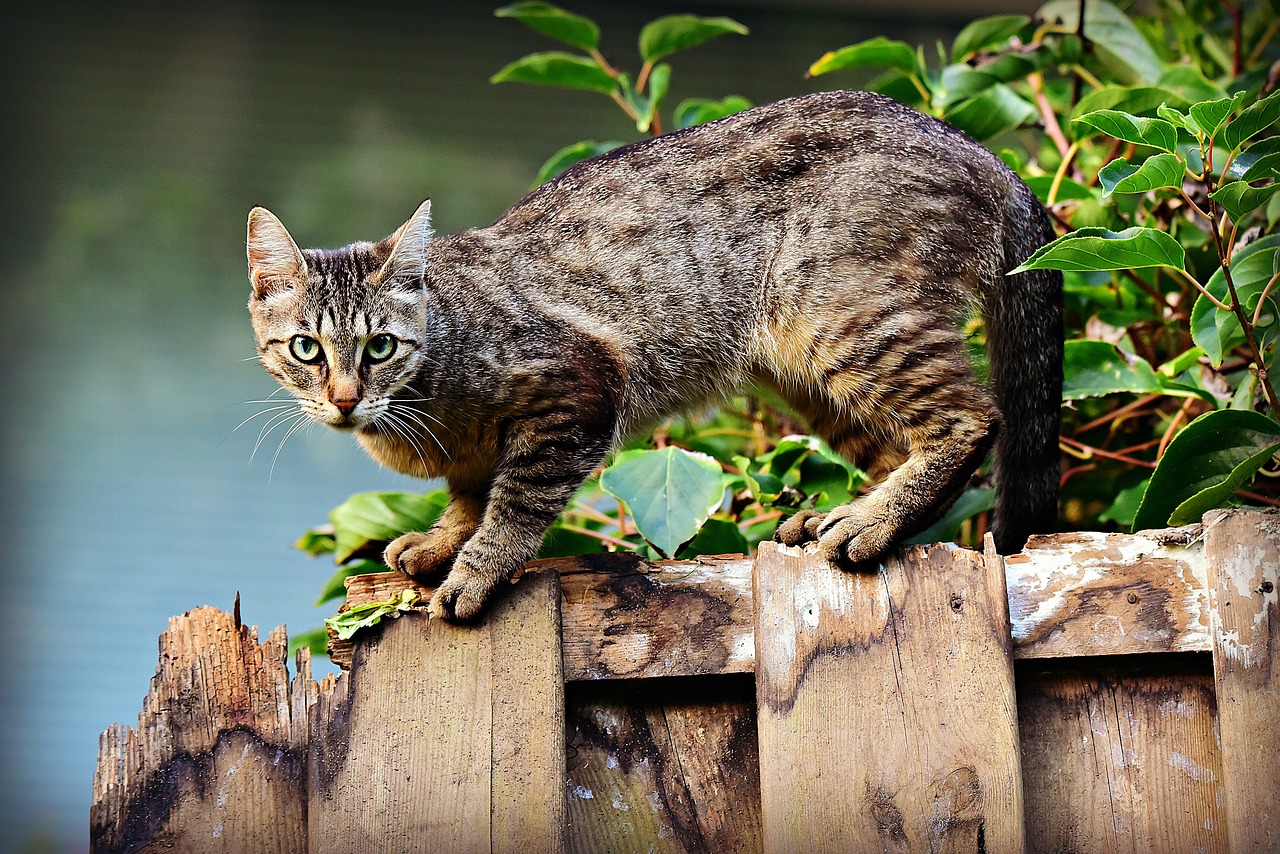 A grey domestic cat outside on top of a wooden fence looks towards the camera.